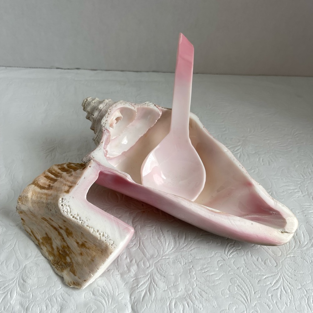 Real Conch Shell Seashell Bowl With Spoon Trinket Dish With Shell Spoon 7.5”